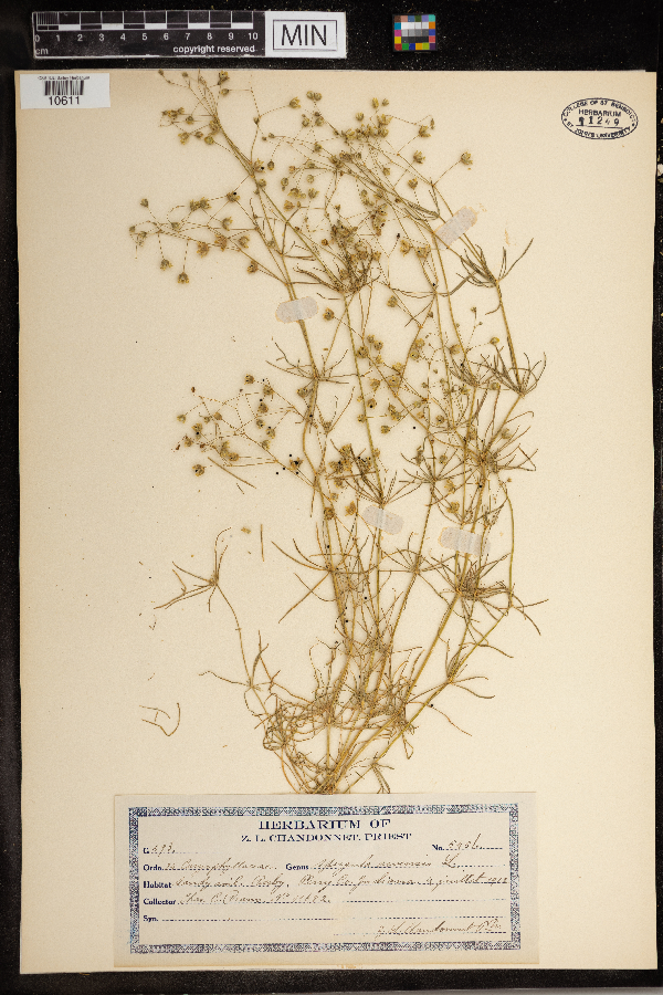 Spergula arvensis image