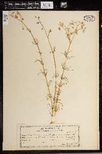 Spergula arvensis image