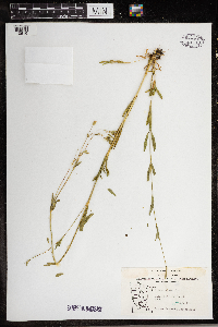 Silene antirrhina image