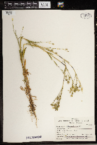 Silene antirrhina image