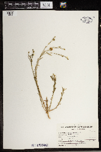 Silene antirrhina image