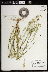 Silene antirrhina image
