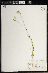 Silene antirrhina image