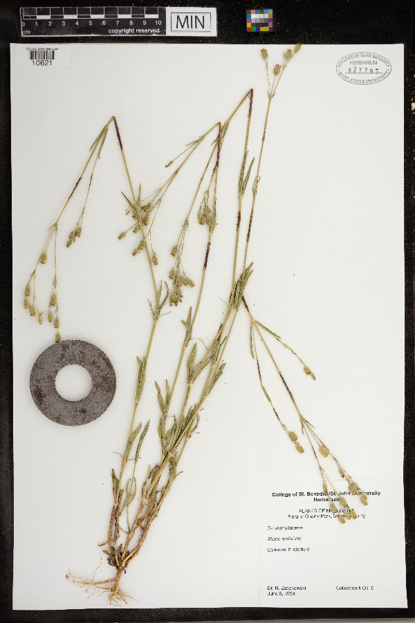 Silene antirrhina image