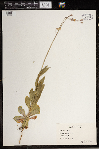 Silene csereii image
