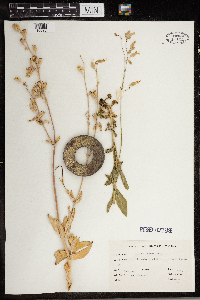 Silene csereii image