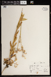 Silene csereii image