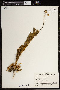 Silene csereii image
