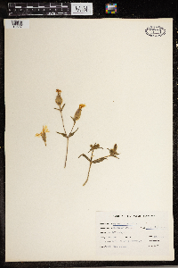 Silene vulgaris image