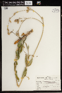 Silene vulgaris image