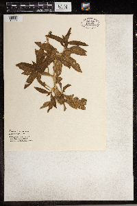 Silene vulgaris image