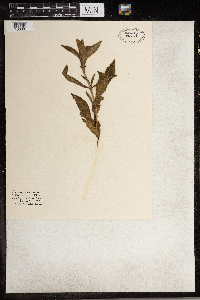 Silene vulgaris image