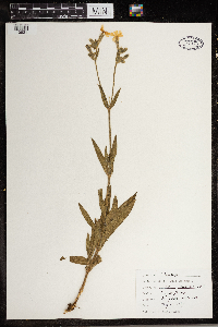 Silene vulgaris image