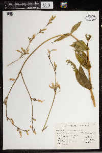 Silene vulgaris image