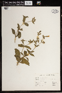 Silene vulgaris image