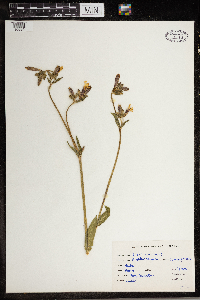 Silene vulgaris image