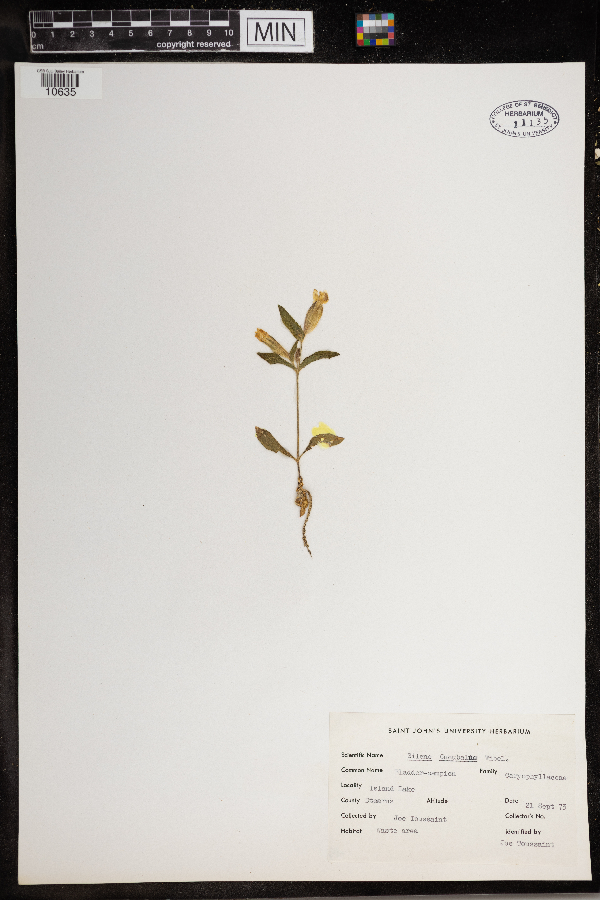 Silene vulgaris image