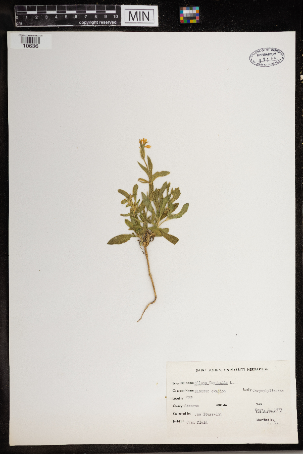Silene vulgaris image