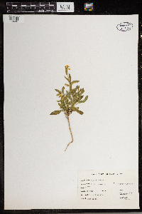 Silene vulgaris image
