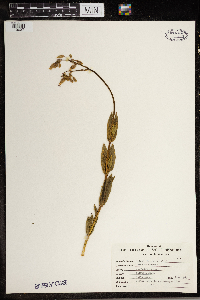 Silene vulgaris image