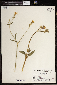 Silene vulgaris image