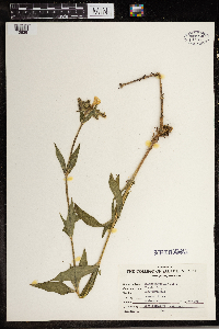 Silene vulgaris image