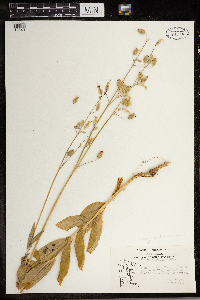 Silene vulgaris image