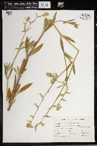 Media resource of Silene dichotoma