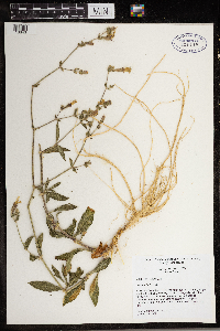 Silene latifolia image