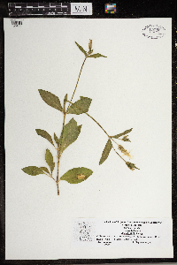 Silene latifolia image