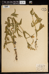 Silene noctiflora image