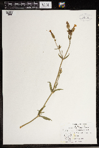 Silene noctiflora image