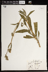 Silene noctiflora image