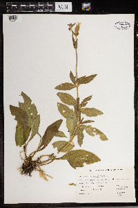 Silene noctiflora image