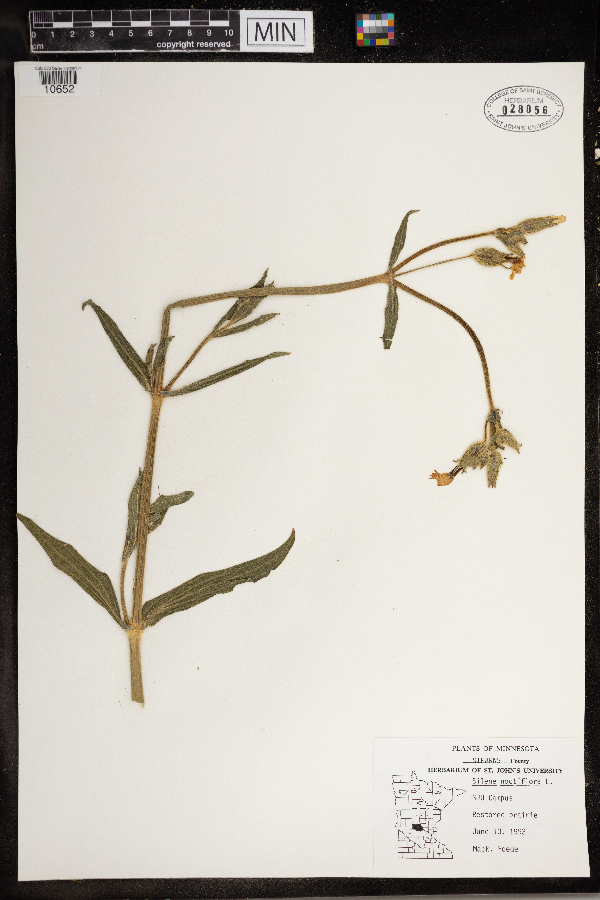 Silene noctiflora image