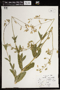 Silene vulgaris image