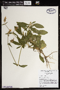 Silene vulgaris image