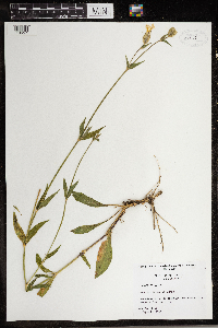 Silene vulgaris image