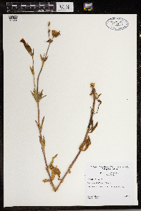 Silene vulgaris image