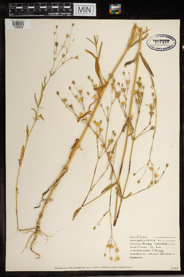 Silene antirrhina image