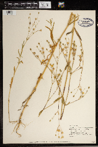 Silene antirrhina image