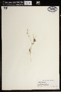 Silene antirrhina image