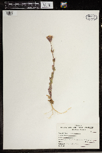 Silene armeria image