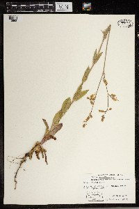 Silene csereii image