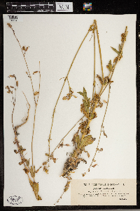 Silene csereii image