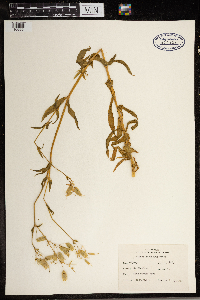 Silene vulgaris image