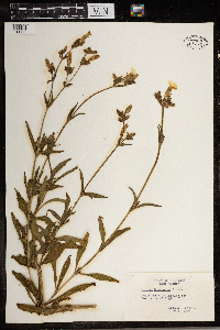 Silene vulgaris image