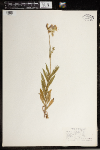 Silene vulgaris image