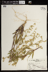 Silene dichotoma image