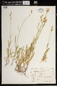 Silene douglasii image